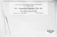 Coleosporium tussilaginis image